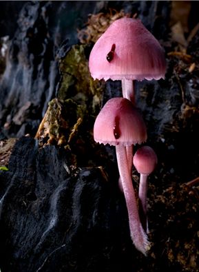 Mycena haematopus, (image source/credit: agorastosphotography.com/portfolios/fungi/) Mycena Haematopus, Mushrooms Toadstools, Pink Mushrooms, Mushrooms Growing, Lichen Moss, Mushroom Pictures, Slime Mould, Plant Fungus, Mushroom Fungi