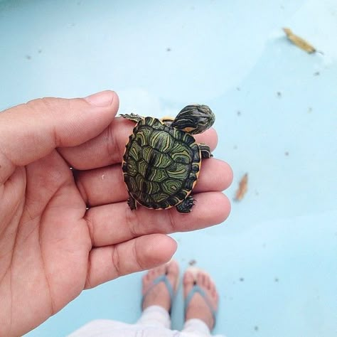 ∞ Baby Sea Turtles, Tiny Turtle, Turtle Love, Cute Turtles, Baby Turtles, Cute Creatures, Animal Planet, The Palm, Animals Friends