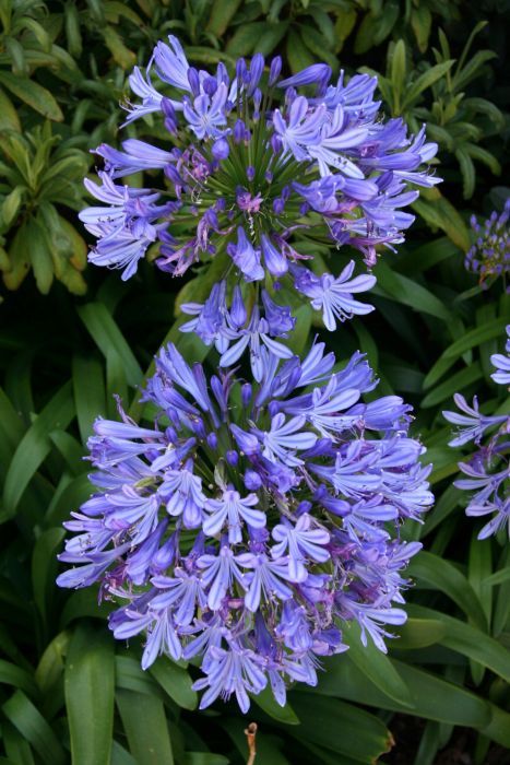 South African Indigenous Plants, Blue Agapanthus, Entrance Courtyard, Evergreen Perennials, Agapanthus Africanus, South African Flowers, African Lily, African Plants, Orchid Show