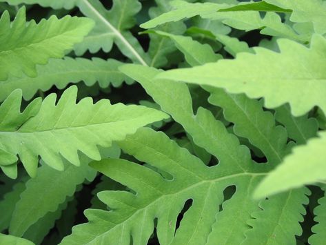 Sensitive Fern Sensitive Fern, Wetland Plants, Cardinal Flower, Native Plant Gardening, White Garden, Ornamental Plants, Plant List, Shade Plants, Year 2