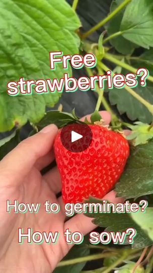 1.6K views · 33 reactions | For Free!? #strawberries #fruitsbasket #growyourownfood #juice #gardenvegetables #gardening #gardeningtips #gardeninghacks #fruit #fruitsandvegetables | Gardening Life | Gardening Life · Original audio How To Plant Strawberries, Strawberries In Pots, Plant Strawberries, How To Grow Strawberries, Plants For Indoors, Cucumber Gardening, Strawberry Seeds, Grow Strawberries, Hydroponic Farming