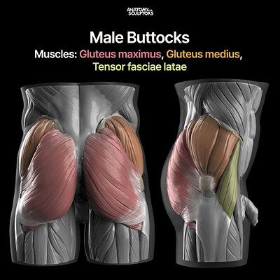 Gluteus Maximus Anatomy, Male Pelvis Anatomy, Abductors Workout, Anatomy Books For Artists, Anatomy Books, Pelvis Anatomy, Books For Artists, Anatomy For Sculptors, Hip Anatomy