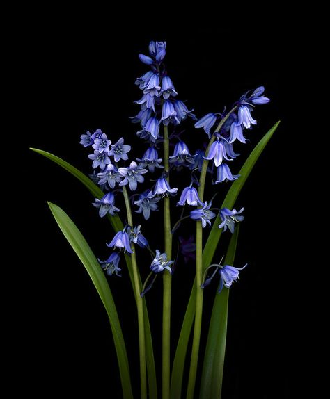 Bluebells by Chris Price on 500px Flower References, Blue Bell Flowers, Cool Optical Illusions, Jar Art, Dark Flowers, Plant Photography, Wallpaper Nature Flowers, Flower Therapy, Beautiful Flowers Wallpapers