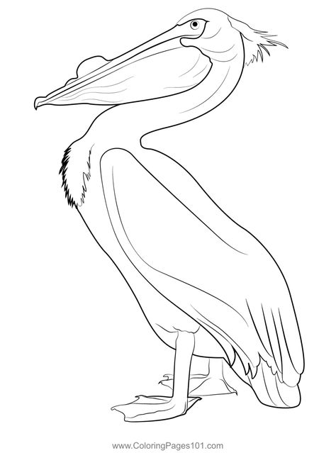 American White Pelican Coloring Page Pelican Drawing Sketch, Pelican Doodle, American White Pelican, White Pelican, Pelican Coloring Page, Pelican Clipart, Pelican Illustration Cute, Pelican Drawing, Shore Bird Art