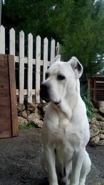 White #cane #corso                                                                                                                                                      More Cane Corso White, White Cane Corso, Cane Corso Dog Breed, Cane Corso Mastiff, Cane Corsos, White Cane, Italian Mastiff, Giant Dog Breeds, Cane Corso Puppies