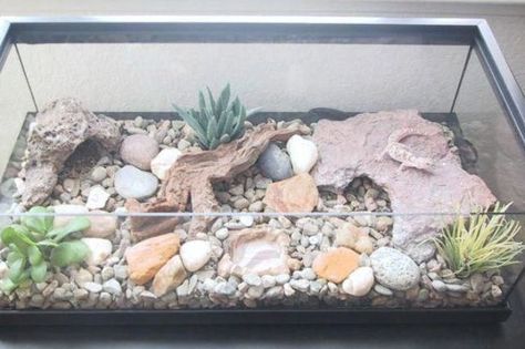 Image result for leopard gecko enclosure beautiful Gecko Habitat Ideas, Gecko Cage, Gecko Enclosure, Iguana Pet, Leopard Gecko Habitat, Leopard Gecko Tank, Leopard Gecko Care, Gecko Habitat, Gecko Terrarium