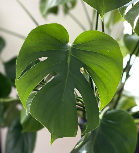 Top 5 Heart Shaped Leaves Plants to Show Your Love - My Tasteful Space Birds Of Paradise Plant, The Best Aesthetic, Heart Shaped Leaves, Aesthetic Plants, Paradise Plant, Best Aesthetic, Rubber Plant, Cheese Plant, Trailing Plants