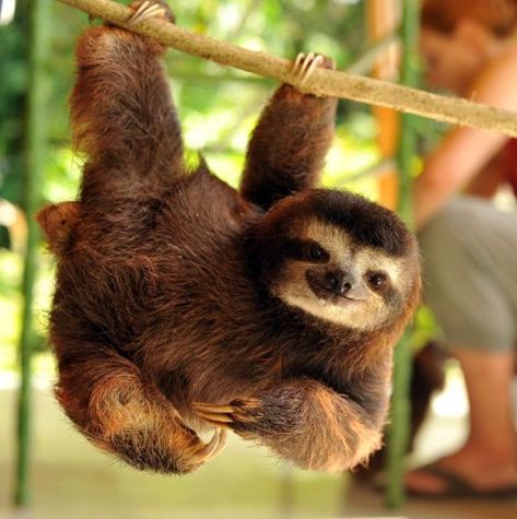 Cute Sloth Pictures, Three Toed Sloth, Sloth Life, A Sloth, Baby Sloth, Cute Sloth, Jolie Photo, Primates, Sweet Animals