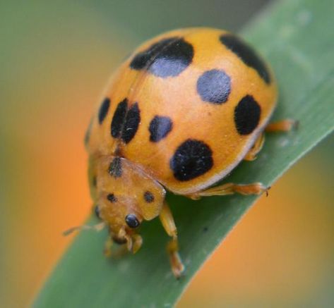 Plant-eating, Squash Lady Beetle - Epilachna borealis Squash Plant, Lady Beetle, Pretty Animals, Plant Lady, All About Plants, Beetles, Spiders, Natural World, Mother Nature