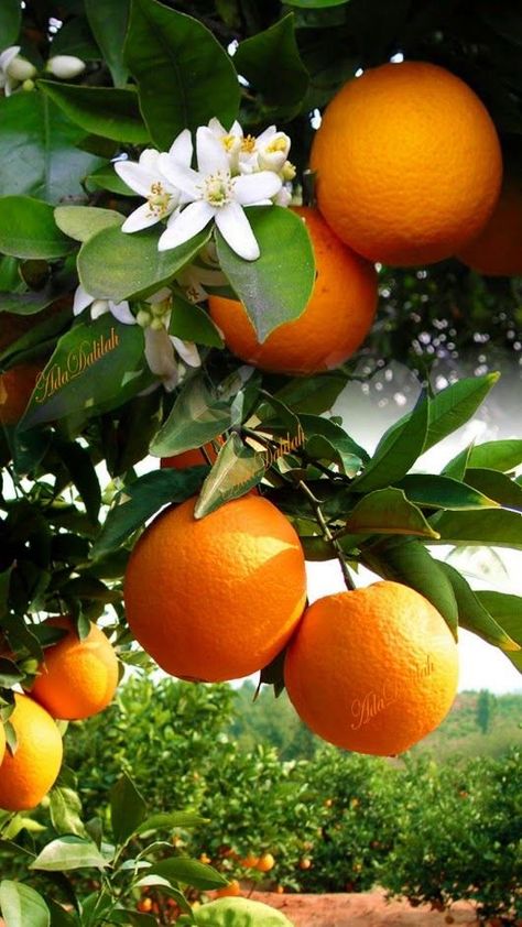 Tattoo Plant, Orange Plant, Fruit Picture, Fruit Wallpaper, Fruit Photography, Citrus Trees, Beautiful Fruits, Orange Aesthetic, Orange Tree