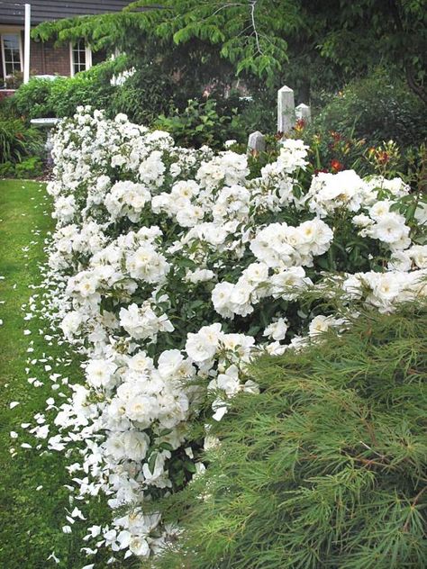 A hedgerow of Flower Carpet White roses helps to give the appearance of a wider yard. Iceberg Roses Front Yards, White Rose Plant, Carpet Roses, Iceberg Roses, Moon Gardens, Rose Hedge, Hampton Garden, Drift Roses, Landscaping With Roses