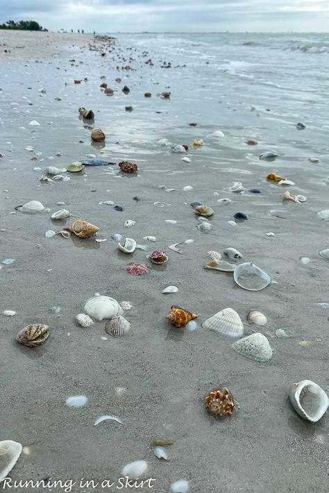 Florida Shelling Beaches, California Sea Shells, Sea Shells Aesthetic, Sea Shells On The Beach, Best Shelling Beaches, Shells On Beach, Sanibel Island Shells, Shell Hunting, Florida Shells