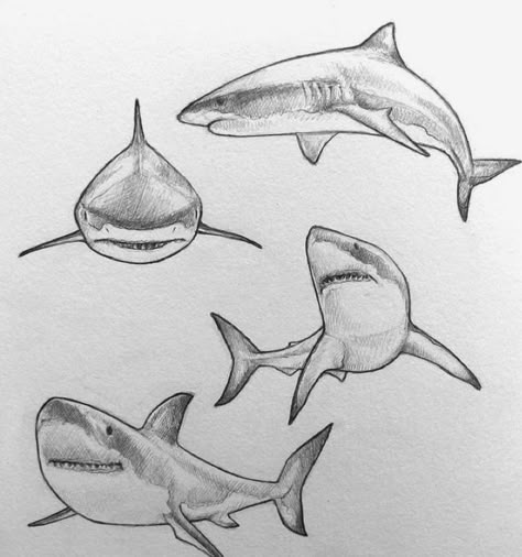 Pencil Line Art, Portrait Tattoo Design, Sketchy Illustration, Marine Species, Sketching Practice, Pen Doodle, How To Draw Animals, Daily Sketchbook, Save The Sharks