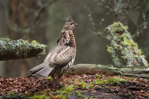 If you're searching for some of the best ruffed grouse hunting in the land then it should begin with one of these northern states where the thunderbird reigns supreme. We love our wild turkey hunting, pheasant hunting, and waterfowling when the seasons are open, but during the late fall and early winter when other game […] The post 5 Best Ruffed Grouse Hunting States appeared first on Wide Open Spaces. Grouse Hunting, Ruffed Grouse, Hunting Guide, Upland Hunting, Forest Camp, Forest Habitat, Pheasant Hunting, Hunting Life, Wide Open Spaces