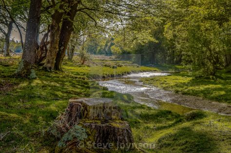 Nature, Forest Stream Aesthetic, Stream In The Woods, River In Forest Aesthetic, Soft Forest Aesthetic, New Forest Hampshire, Forest River Aesthetic, Forest With Stream, Stream Aesthetic