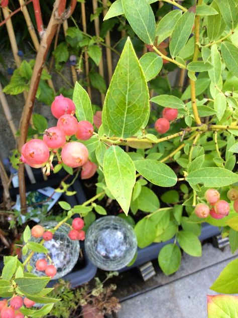 Bees In The Gardens: Pink Lemonade Blueberries Pink Lemonade Blueberry, Blueberry Bush, Blueberry Bushes, Strawberry Lemonade, Pink Lemonade, Growing Food, Blueberries, Fresh Food, Lemonade