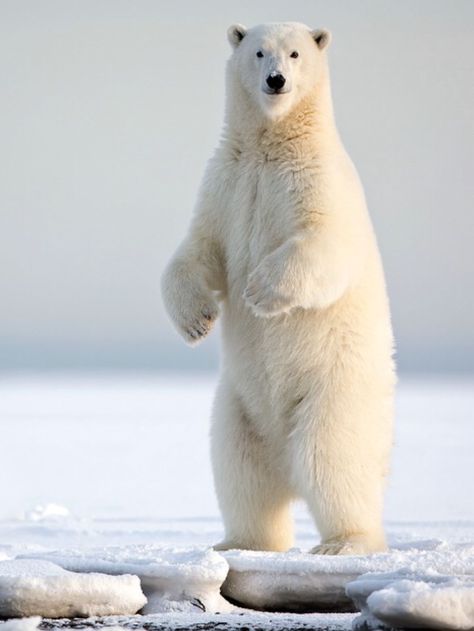 The Snow, Polar Bear, Animals, Pins