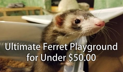 Ferret Playground, Ferret Habitat, Ferret Play Area Ideas, Cute Ferret Cage Ideas, Ferret Room Ideas, Ferret Enrichment, Ferrets Wallpaper, Ferrets Aesthetic, Ferret Cage Ideas