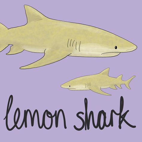 Day nine #100dayproject #100daysofamazinganimals Lemon Shark . The next addition to my collection of sharks is the awesome lemon shark,… Cute Lemon Shark Drawing, How To Draw A Lemon Shark, Lemon Shark Tattoo, Lemon Shark Drawing, Sea Puppies, Shark Drawing Easy, Underwater Room, Lemon Shark, Lemon Head