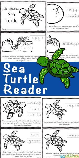 Are your kids fascinated by sea turtles? These large, graceful reptiles are truly amazing! Learn lots of facts about sea turtles for kids in these free printable sea turtle readers filled with lots of information, facts, and the Sea turtles life cycle. Download pdf file and print so children can color, read, and learn about the life cycle of a turtle. This is a great science printable for preschool, pre-k, kindergarten, first grade, 2nd grade, 3rd grade, 4th grade, 5th grade, and 6th grade stude Life Cycle Of A Turtle, Fun Fractions Activities, Sea Turtle Life Cycle, Sea Turtle Facts, Turtle Life Cycle, Turtle Activities, Turtle Facts, Ocean Theme Preschool, Turtle Theme