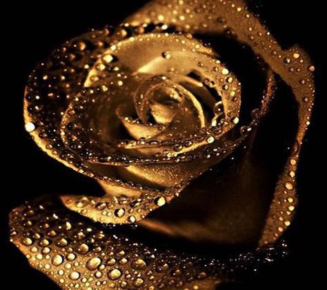 Download Golden Rose wallpaper by _Savanna_ - 7b - Free on ZEDGE™ now. Browse millions of popular golden Wallpapers and Ringtones on Zedge and personalize your phone to suit you. Browse our content now and free your phone Gold Flowers Wallpaper, Noma Bar, Rose Gold Flowers, Tapete Gold, Moissanite Engagement Ring White Gold, Rose Flower Wallpaper, All That Glitters Is Gold, Rose Gold Flower, Diamond Wedding Rings Sets