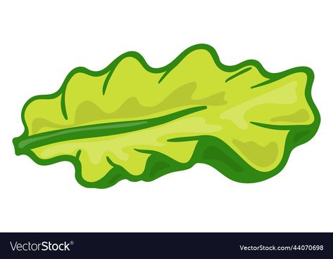 Lettuce Leaf Drawing, Lettuce Drawing, Lettuce Illustration, Salad Drawing, Food Typography, Cartoons Hd, Corgi Art, Salad Leaves, Leaf Illustration