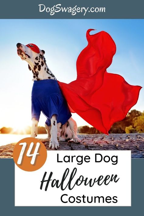 Paws off my treats witches! These Halloween Costumes for Large Dogs will have your dog top in the Halloween costume contests. Superheroes, Hollywood monster classics and transformation into even larger animals make these costumes perfect for the bigger dogs. #Dogs #Dogswagery #Halloween Dog Dragon Costume, Darth Vader Dog Costume, Big Dog Halloween Costumes, Big Dog Costumes, Batman Dog Costume, Dog Costumes Halloween Large, Large Dog Costumes, Dog Swag, Best Dog Halloween Costumes