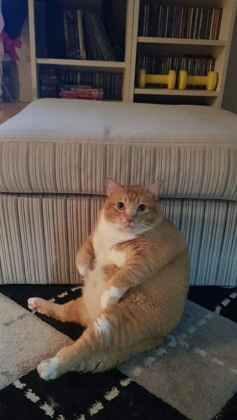 Cute Fat Cats, Meme Chat, Söt Katt, Silly Cats Pictures, Orange Cats, Silly Animals, Fat Cats, Funny Cute Cats, Cat Sitting