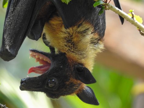 Indian Flying Fox from Arthunkal on March 25, 2021 at 11:30 AM by Jismon Kawaii, Nature, Crowley Reference, Overgrown Garden, Fox Bat, Fruit Bats, The Jersey Devil, Flying Fox, Tattoo Reference