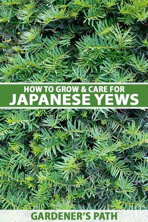 Taxus Cuspidata, Japanese Plum Yew, Japanese Yew Landscape, Japanese Yew, Yews In Landscape, Yew Hedge, Japanese Yew Hedge, Yew Tree, Yew Shrub