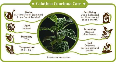 Calathea Concinna, Marble Queen, Marble Queen Pothos, Philodendron Plant, Pothos Plant, Variegated Plants, New Roots, Liquid Fertilizer, Peat Moss