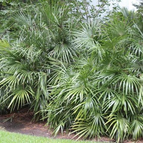 Needle Palm Tree, Spanish Transitional, Needle Palm, Horticultural Therapy, Florida Native Plants, Yard Plants, Garden Privacy Screen, Screen Plants, Florida Gardening