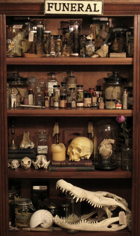 rex young on flickr, 2012 Horror Background, Mortuary Science, Cabinet Art, Cabinet Of Curiosity, Halloween Apothecary, Witch Stuff, Vulture Culture, Castles Interior, School Daze