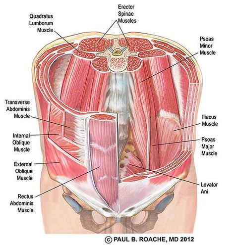 Psoas Iliaque, Hip Anatomy, Core Pilates, Yoga Core, Yoga Anatomy, Pilates Training, Human Body Anatomy, Muscle Anatomy, Sup Yoga