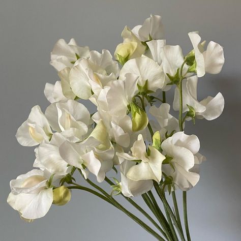 White Sweet Pea, Sweet Peas, July Wedding Flowers, Japanese Anemone, Single Tier Cake, July Wedding, Tiered Cakes, Sweet Pea, Anemone