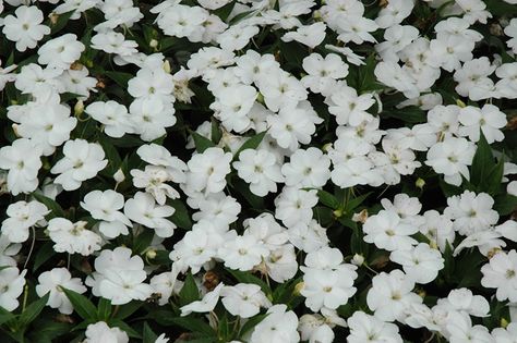 SunPatiens Compact White Impatiens (Impatiens 'SakimP027') at Platt Hill Nursery White Impatiens, Impatiens Flowers, New Guinea Impatiens, Garden Sanctuary, Summer Planter, Mulch Landscaping, Winter Planter, Christmas Planters, Fall Planters