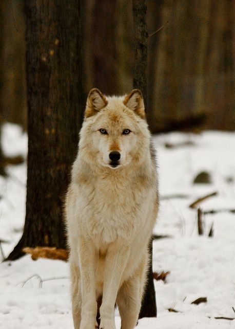 lobo Wolf Life, Beautiful Wildlife, Arctic Wolf, Wolf Photos, Wolf Love, She Wolf, Wild Wolf, Wolf Pictures, Wolf Spirit