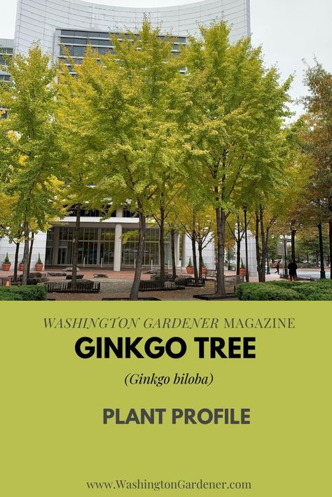 Ginkgo tree (Ginkgo biloba) also known as Maidenhair tree have beautiful fan-shaped leaves that turn a golden yellow in autumn. They drop their foliage en masse in late November to dramatic effect... See the full plant profile at https://washingtongardener.blogspot.com/2021/12/ginkgo-plant-profile.html Ginkgo Tree Landscape, Ginko Tree Garden, Gingko Biloba Tree, Gingko Tree, Katsura Tree, Ginkgo Biloba Tree, Ideas Jardin, Maidenhair Tree, Ginko Biloba