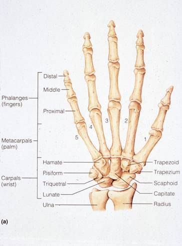 Bones of the Human Hand. My poor right, 3rd distal phalange :( lol Hand Bone Anatomy, Bones Of The Hand, Finger Bones, Hand Bones, Anatomy Bones, Human Anatomy And Physiology, Hand Therapy, Medical Coding, Nursing Tips