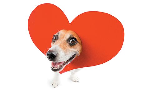 Valentines Our Dogs Would Write If They Had Thumbs http://www.dogster.com/lifestyle/valentines-our-dogs-would-write?utm_content=buffera9956&utm_medium=social&utm_source=pinterest.com&utm_campaign=buffer #valentine Valentines Day Pet Photoshoot, Tall Dogs, Biggest Dog Breeds, Dog Valentine Photos, Puppy Valentines Pictures, Valentine Pet Photos, Valentines Day Puppy Pictures, Valentine Sayings, Valentines Cat