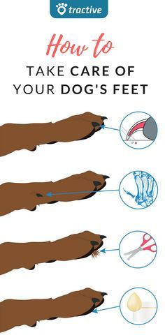 Dog Paw Care, Paw Care, Dog Pitbull, Dog Grooming Tips, Dog Health Tips, Dog Hacks, Dog Care Tips, Pet Care Tips, Puppy Care