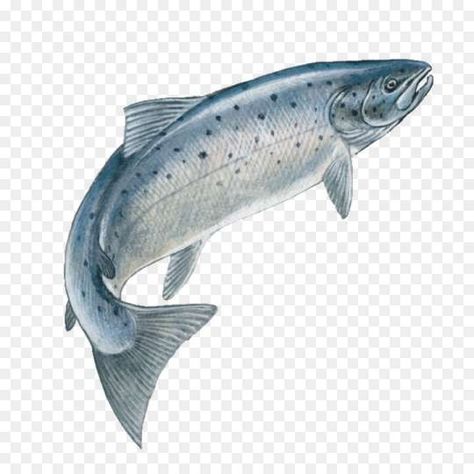 Salmon Jumping Out Of Water, Fish Jumping Out Of Water, Salmon Drawing, Attract Bats, Dog Paw Print Art, Water Png, Scottish Animals, Jumping Fish, Paw Print Art