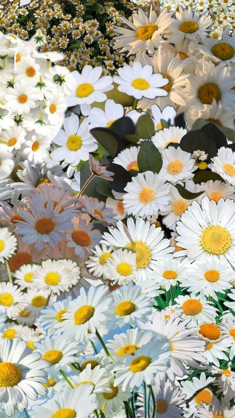 #daisy Daisy Aesthetic, Flower Bed, Flower Beds, Wild Flowers, Daisy, Wallpapers, Bed, Flowers, Wall