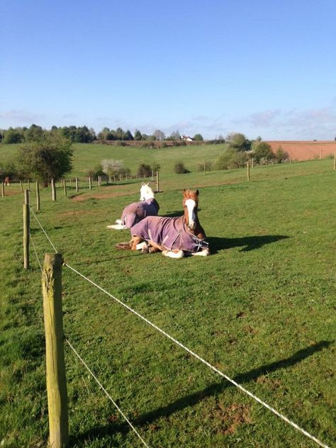 Snoozing in the paddocks www.lynehouselivery.co.uk BHS approved livery yard Livery Yard, Paddock Paradise, Dream Yard, Paradise, Dream House, Yard, Horses, Animals, Pins