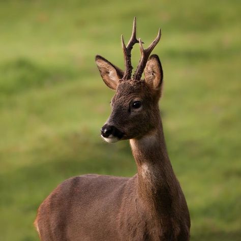 Seiser Alm/Alpe di Siusi on Instagram: "Seiser Alm Nature: In our Dolomites region, roe deer can often be seen in the morning and evening hours in the fields at the forest borders. 🦌 Older roebucks shed their antlers from the end of October and can now only be distinguished from the doe by the so-called "mirror". This is a large white spot on the rump of the roe deer. In female roe deer it is heart-shaped with a drooping tuft of hair. In roebucks it is kidney-shaped and without a tuft of hair. Deer Reference, Female Deer, Inheritance Cycle, Christopher Paolini, Deer Fawn, Roe Deer, Oc Ideas, Deer Antlers, Large White