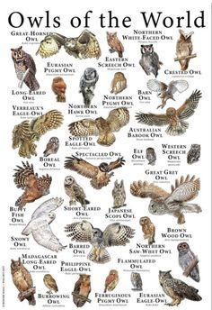 Owl Species Chart, Types Of Deer Chart, Owl Types, Zoology Major, Animals Preschool Crafts, Types Of Owls, Wallpaper Woodland, Owl Facts, Animal Infographic