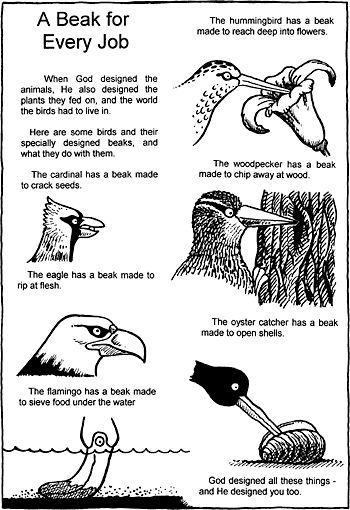 Bird beak worksheet Birds Beaks And Claws Worksheet, Bird Beak Activity, Bird Classification, Bird Beaks Activity, Bird Study, Flying Creatures, 7th Grade Science, Bird Beaks, Animal Adaptations