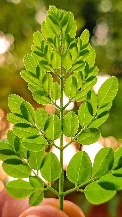 7 Health Benefits Of Eating Moringa Leaves Caribbean Plants, Health Benefits Of Moringa, What Is Moringa, Benefits Of Moringa, Moringa Benefits, Moringa Seeds, Yummy Green Smoothie, Moringa Tree, Miracle Tree