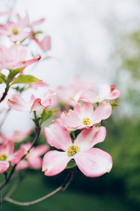 Nature, Dogwood Tree Tattoo, Pink Dogwood Tree, Palm Tree Drawing, Foamiran Flowers, Country Christmas Trees, Dogwood Blooms, Stem Flowers, Dogwood Tree