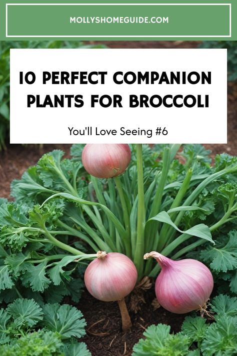 Enhance your broccoli garden with the best companion plants for brassicas. Discover helpful tips and great suggestions for planting buddies that will boost your broccoli's growth. Explore a variety of options for companion planting broccoli to create a thriving and harmonious garden environment. Find out the best plants to grow with broccoli and how they can benefit each other in your vegetable patch. Experiment with different combinations of broccoli companion plants to see what works best for What To Plant With Broccoli, Broccoli Companion Plants, Planting Broccoli, Broccoli Garden, Grow Broccoli, Best Companion Plants, Broccoli Plant, Growing Broccoli, Vegetable Patch